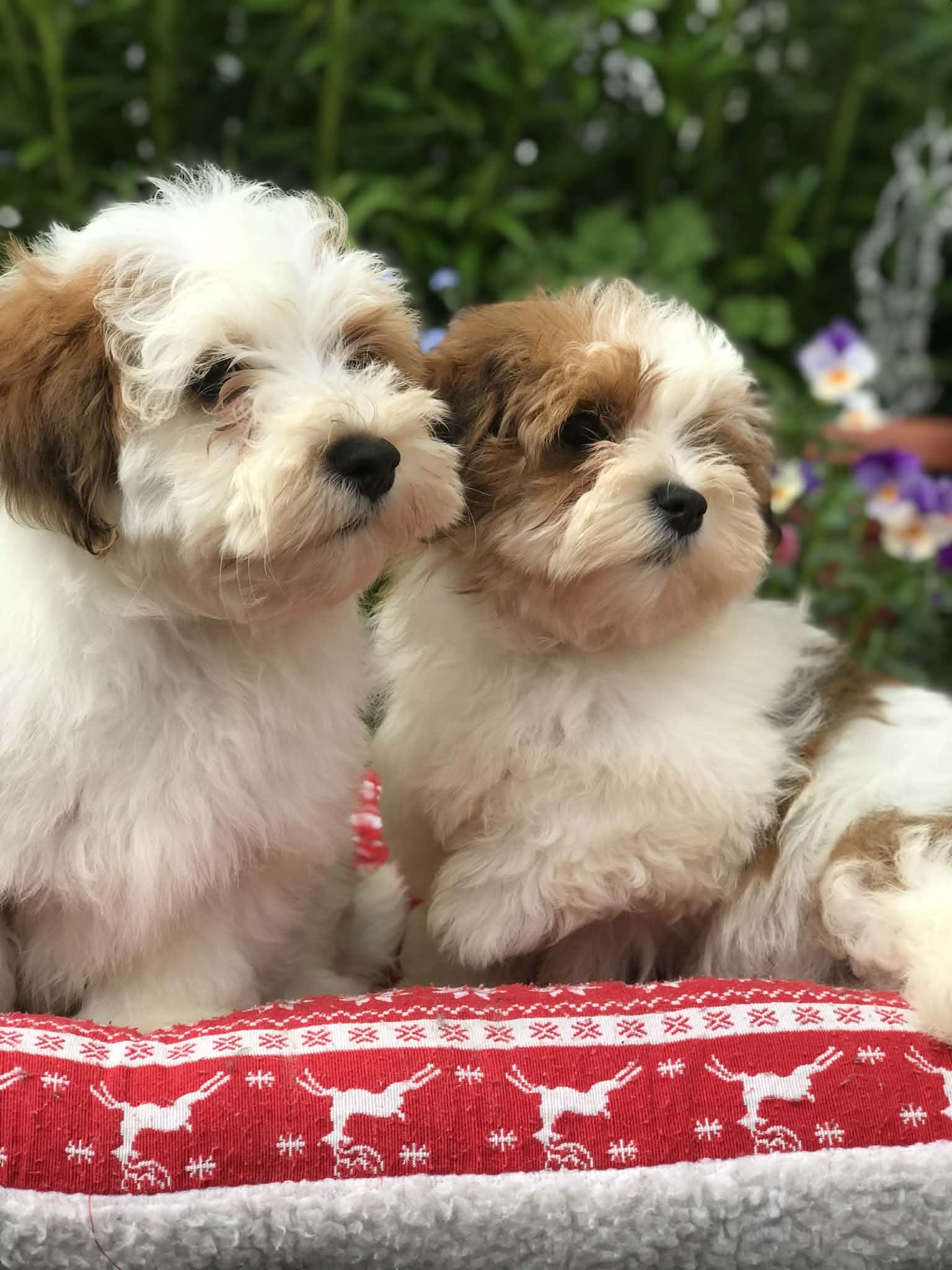 Bichon Havanais de Del Rey Rakashi