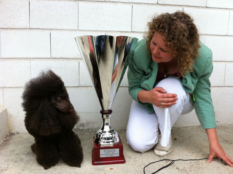 Détail Caniche Nain